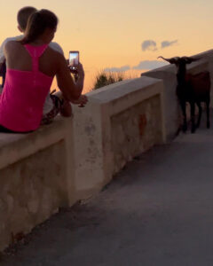 vivere sunrise maiorca
